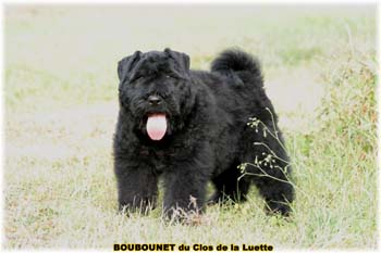 bouvier des flandres photo chiot - Elevage Clos Luette - COPYRIGHT DEPOSE
